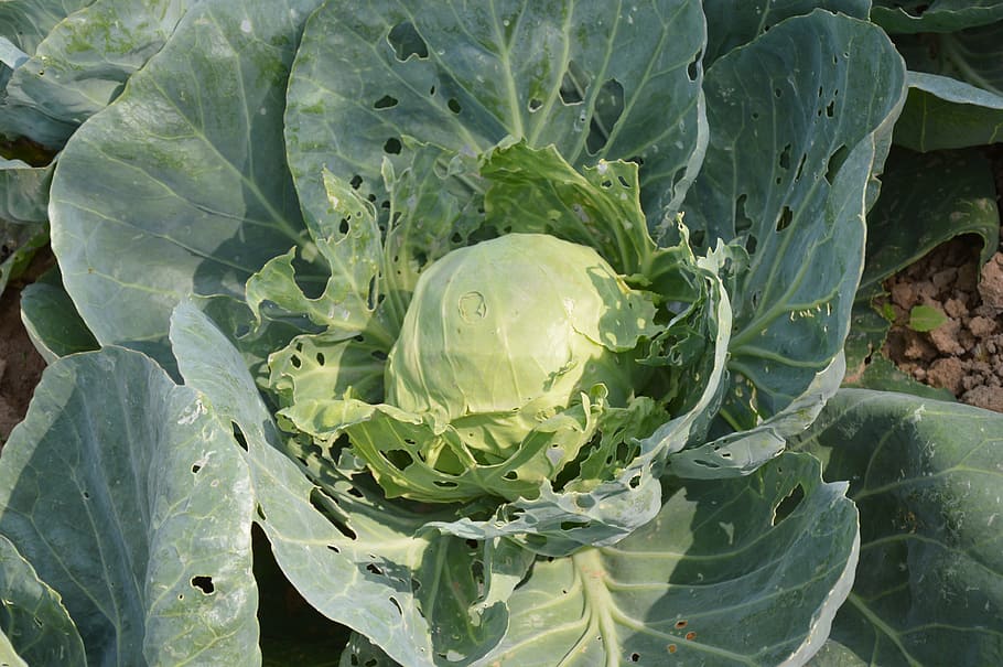 cabbage, green, growing, farm, garden, organic, weeds, leaves HD wallpaper