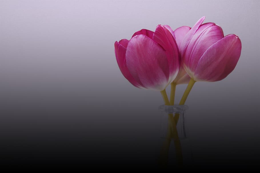 selective focus photography of pink tulip flower, flowers, macro photography HD wallpaper