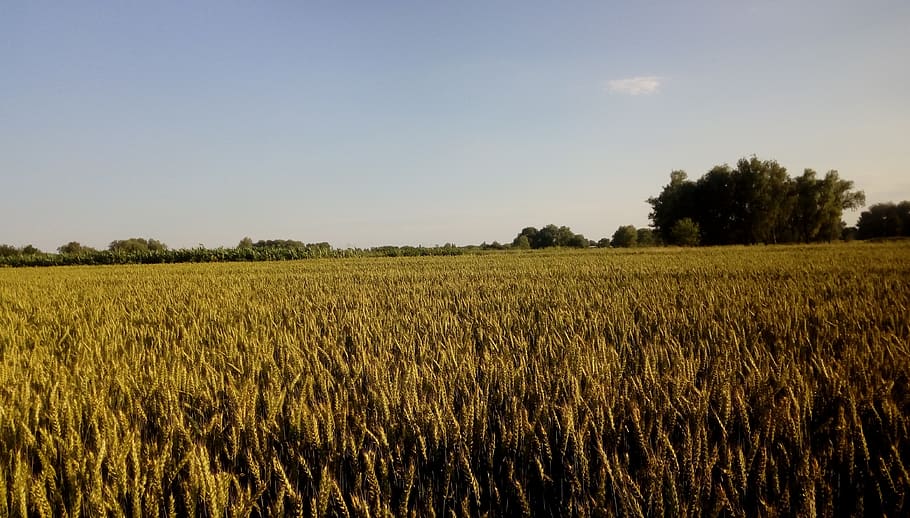 agrofirm, agrofarm, harvest, field, wheat, krupa, landscape, HD wallpaper
