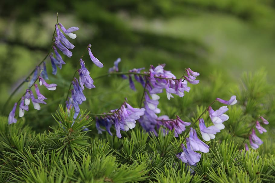 clover, spring, spring flowers, wildflowers, nature, plant HD wallpaper