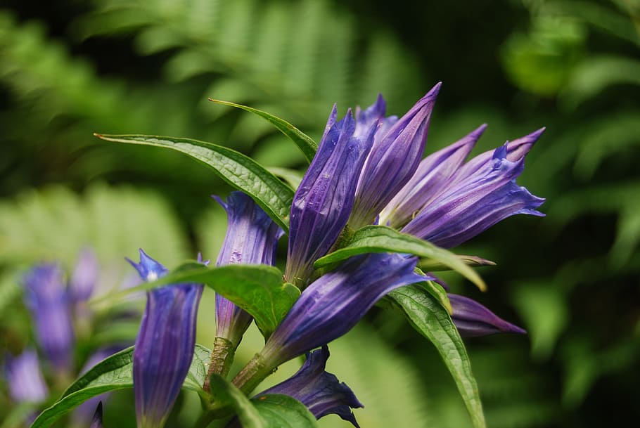 Violet, Flower, Plant, purple, growth, nature, freshness, flowering plant HD wallpaper