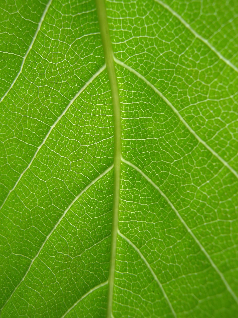 leaf, green, veins, nature, plant, foliage, pattern, leaves HD wallpaper