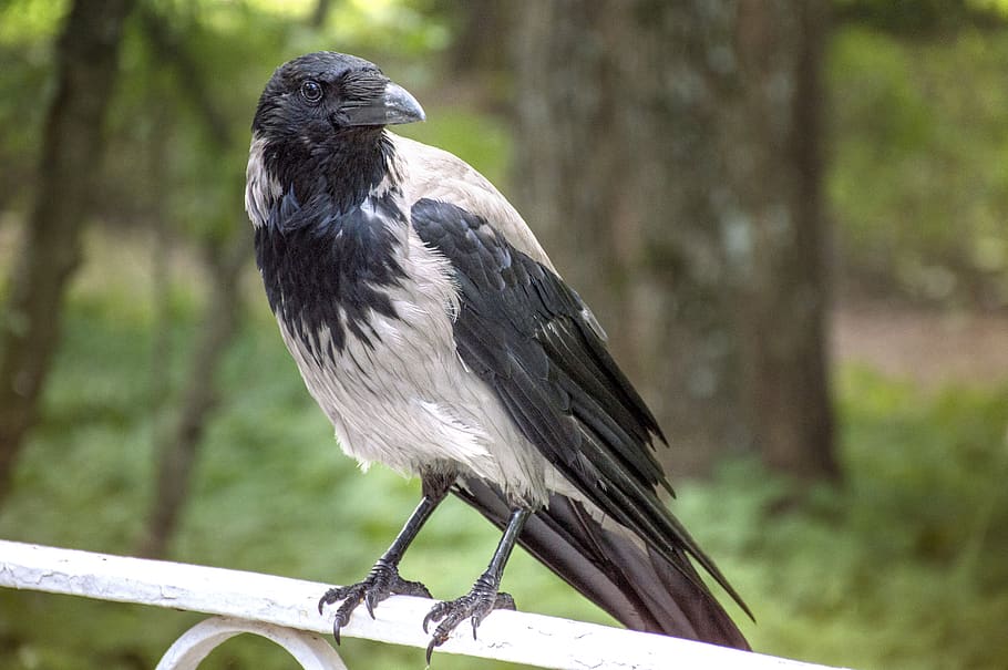 crow, bird, summer, animal themes, animal wildlife, vertebrate HD wallpaper