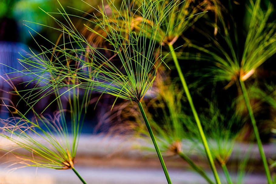 reeds, green, pattern, nature, grass, outdoor, plant, palm tree HD wallpaper