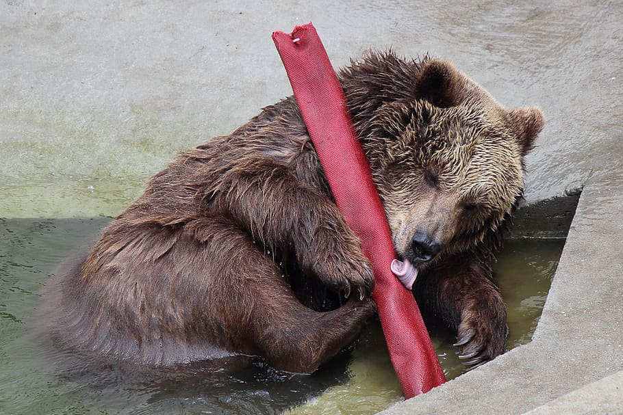 bear, brown bear, predator, teddy, fur, bad, animal themes HD wallpaper