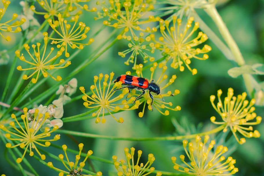 insect, flowers, red, black, green, yellow, ladybug, macro HD wallpaper