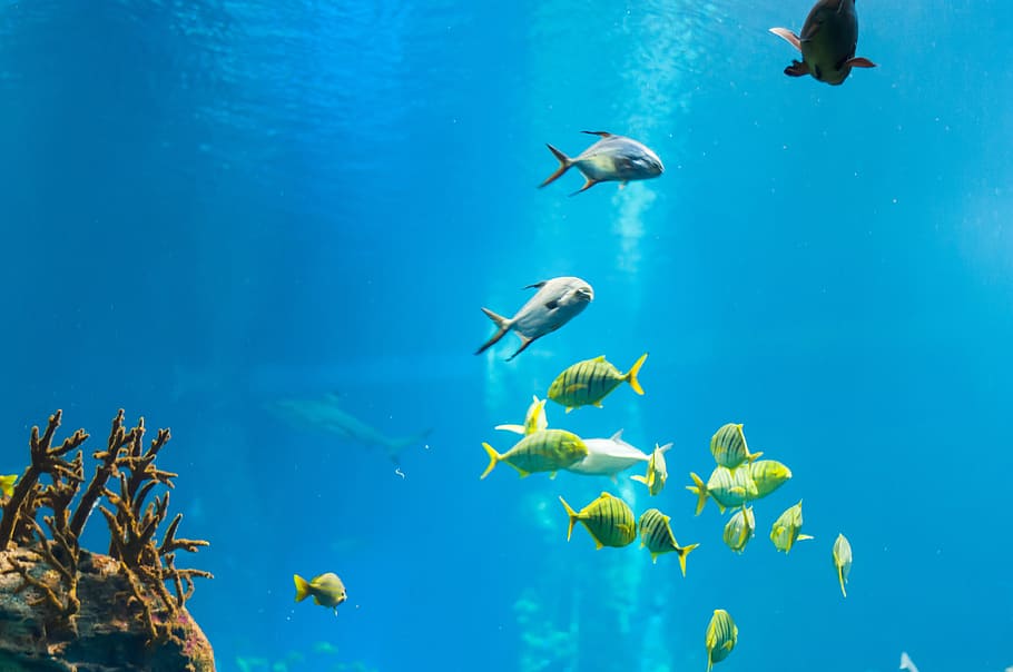 school of assorted fish underwater during daytime, ray, ocean HD wallpaper