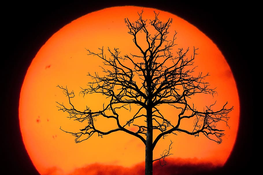 brown tree during sunset, nature, landscape, winter, emotions HD wallpaper
