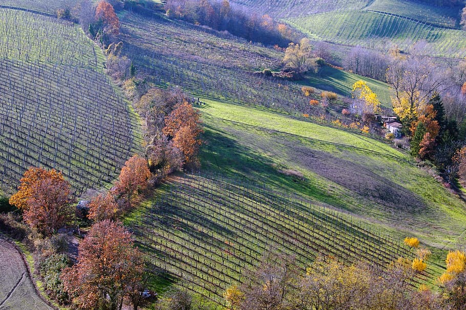 Langhirano, Parma, Emilia Romagna, Italy, vineyards, hills langhirano HD wallpaper