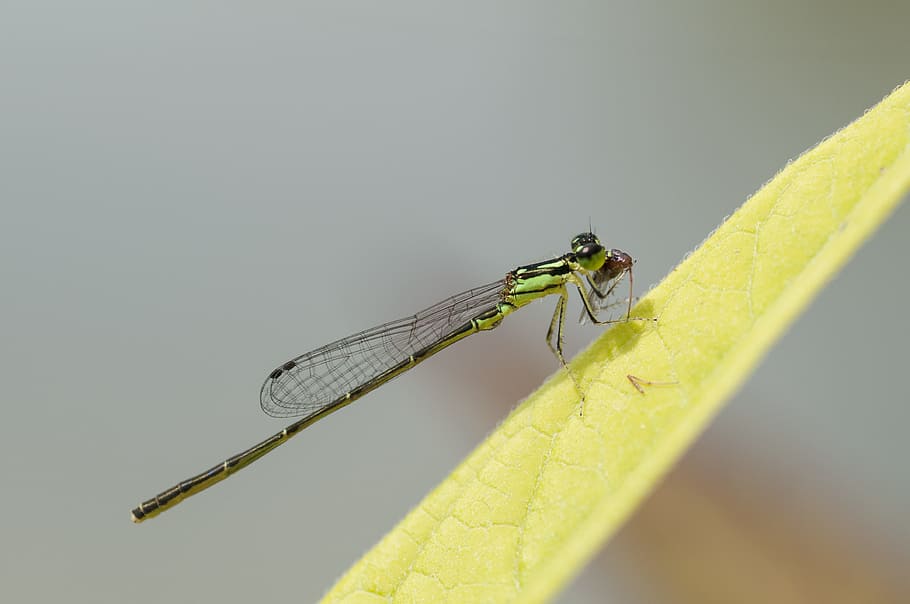 Fragile Forktail, Damselfly, Insect, macro, nature, leaf, eating HD wallpaper