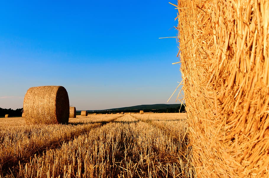 brown hays, straw bales, stubble, agriculture, summer, harvested