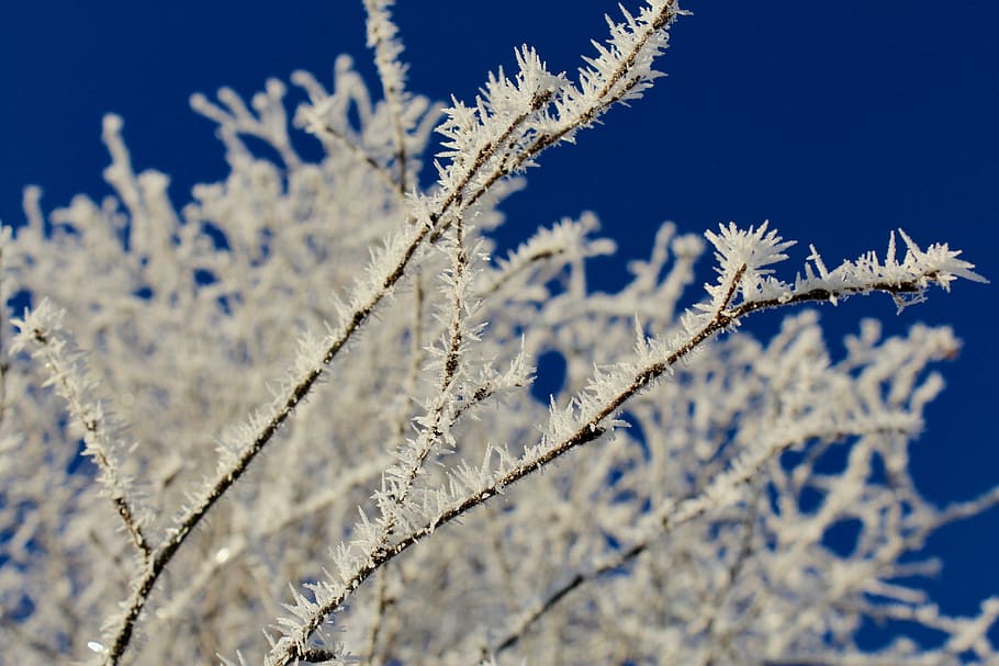 frozen twigs in selective focus photography, white plant, frost HD wallpaper