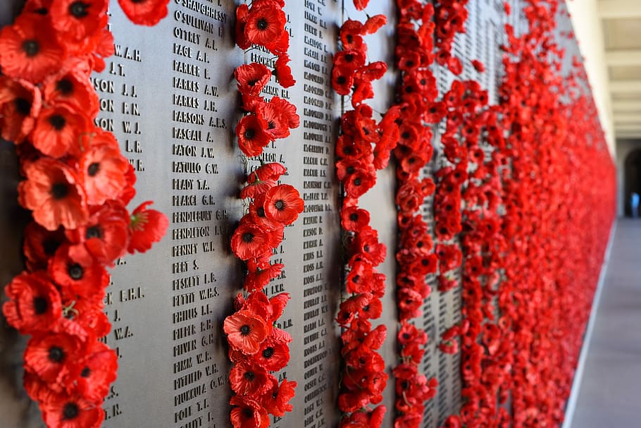 selective focus photography of red flowers in wall, remembrance, HD wallpaper