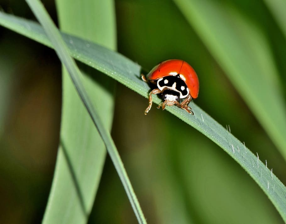 polished lady beetle, ladybug, insect, creature, animal, flying insect HD wallpaper