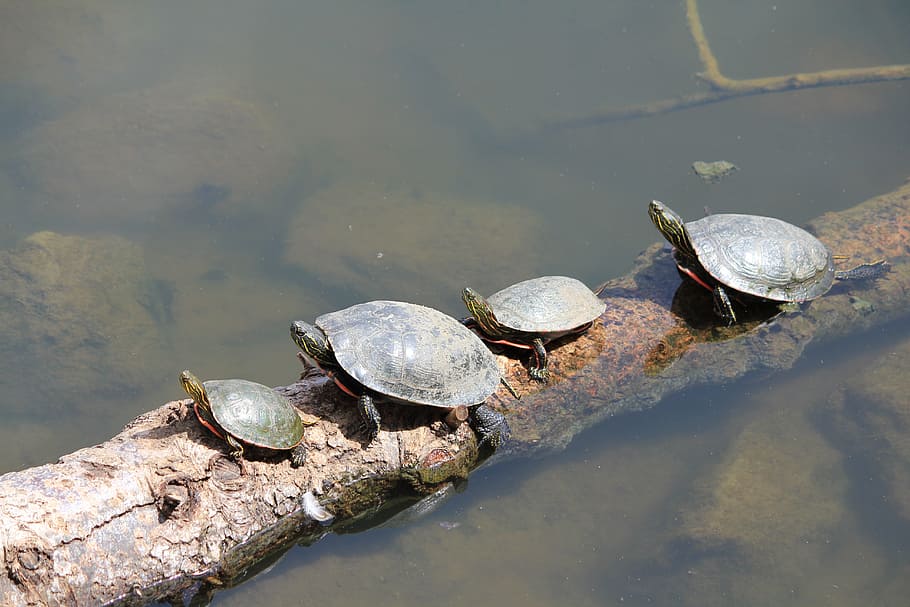 Turtles, Animals, Nature, Wild, Reptile, wildlife, water, no people HD wallpaper