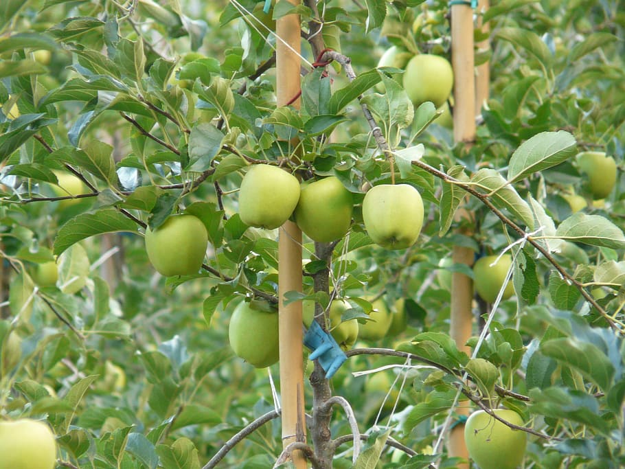 Apple, Fruit, Nature, Plant, Food, green, eat, food and drink HD wallpaper