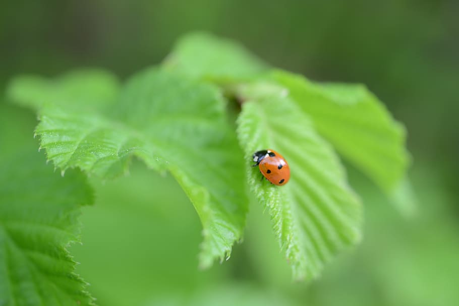 leaf, ladybug, green, beetle, nature, insect, points, lucky charm HD wallpaper