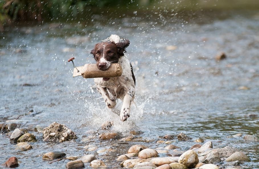brown and white coated dog running in the body of water during daytime HD wallpaper
