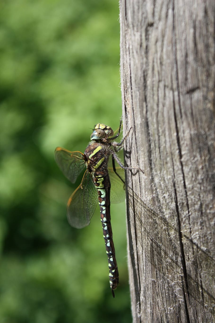 dragonfly, insect, tree, animal themes, animals in the wild HD wallpaper