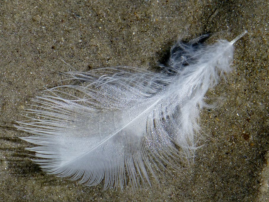 white feather, slightly, light-weight, lightweight, sand, beach HD wallpaper
