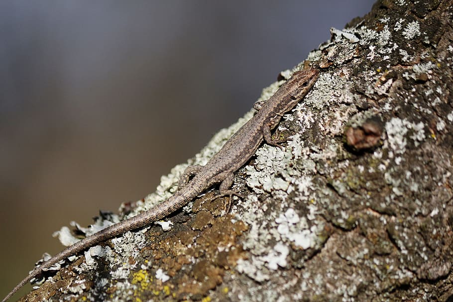 lizard, camouflage, nature, outside, forest, wilderness, serbia HD wallpaper