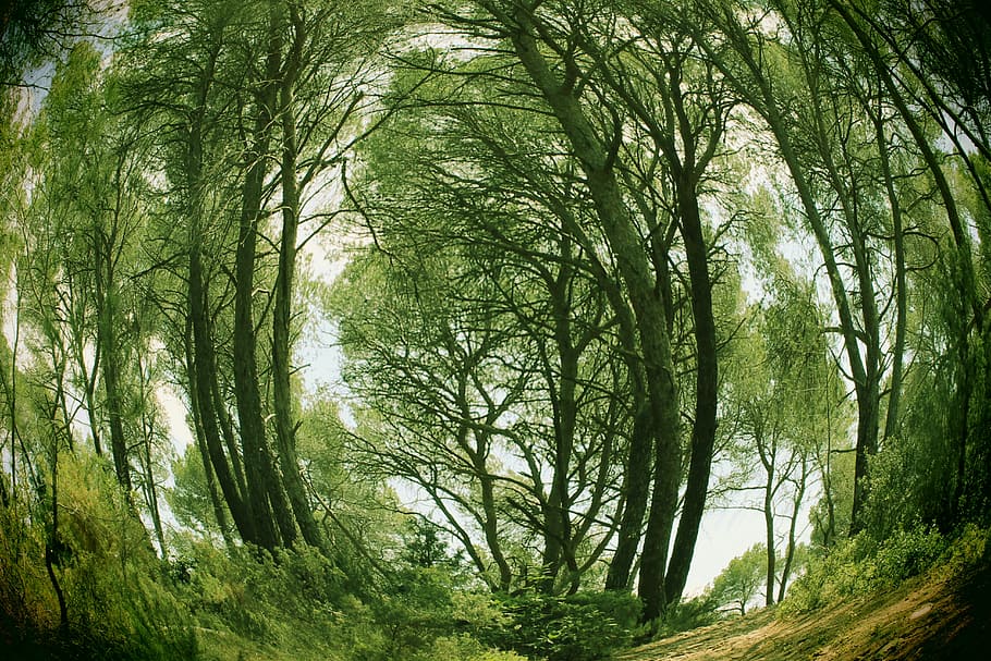 Landscape, Trees, Forest, Nature, green color, day, outdoors HD wallpaper