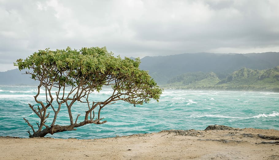 Oceanside breeze, trees on shore near body of water, sea, coast HD wallpaper