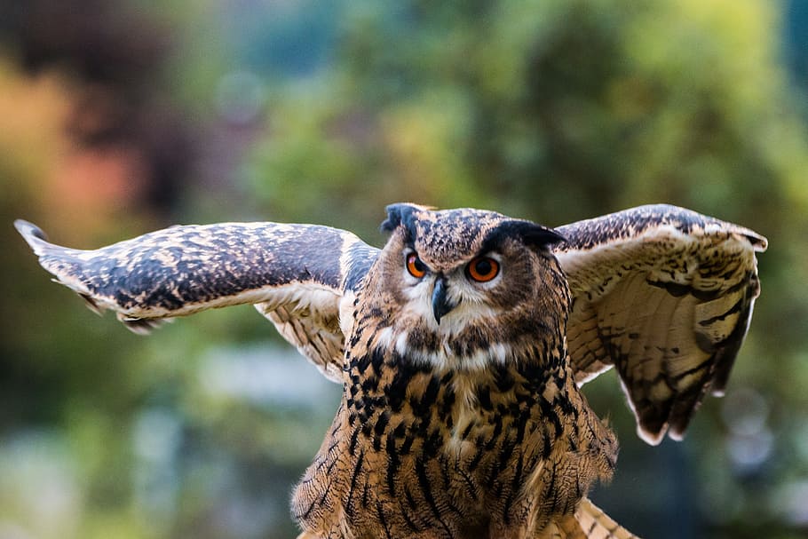 close-up photography of brown and black owl at daytime, Eagle Owl HD wallpaper