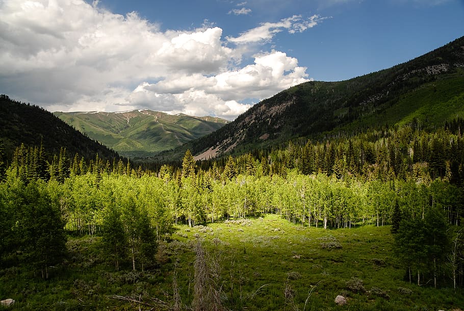 uinta, utah, mountains, plant, beauty in nature, tree, scenics - nature HD wallpaper