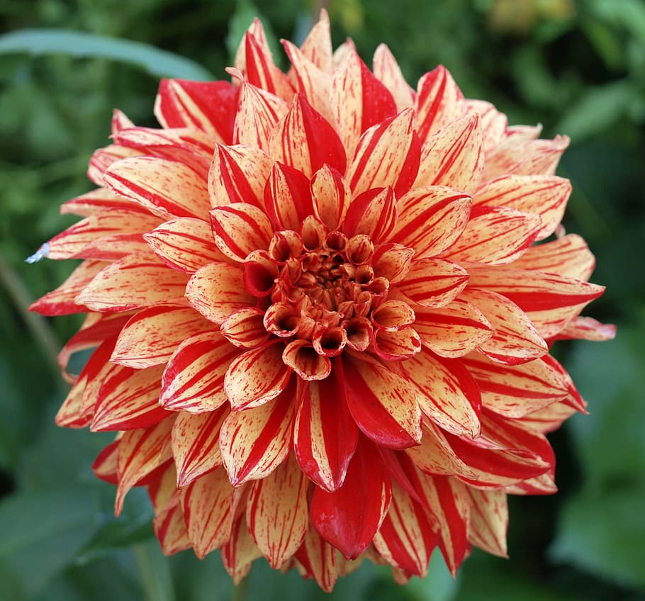 dahlia, flower, bloom, flowering plant, vulnerability, fragility HD wallpaper