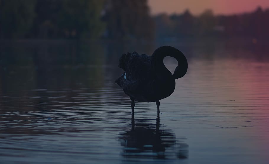 black duck on body of water, close-up photography of bird standing on calm water HD wallpaper