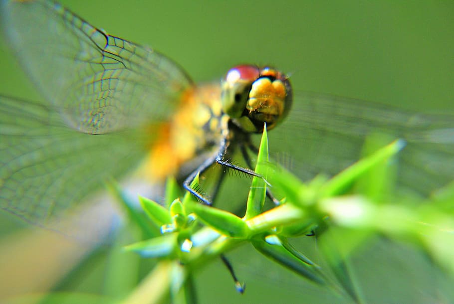 ważka, insect, the front of the, eyes, wings, closeup, dragonfly, HD wallpaper