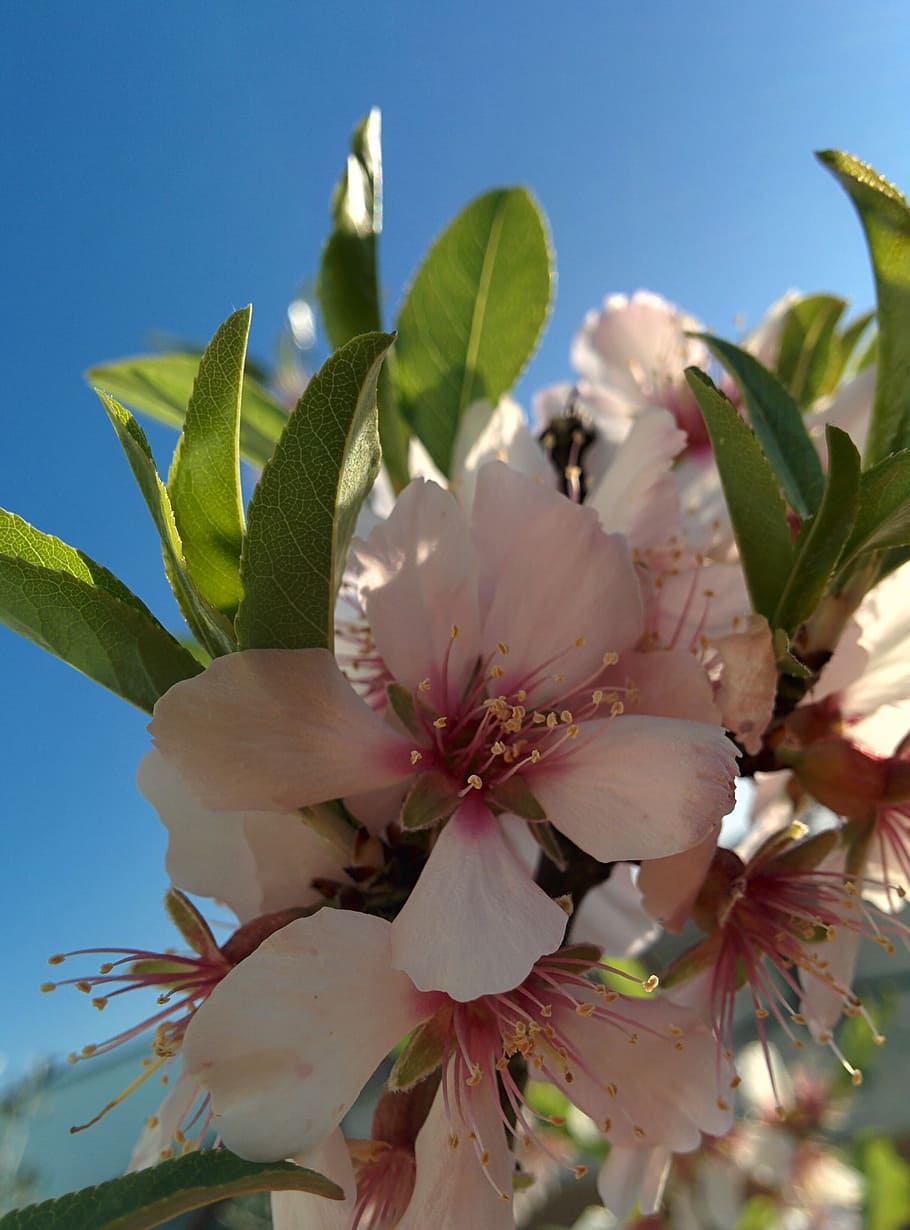 flower, almond tree, spring, flowers, flowery, flowering, nature HD wallpaper