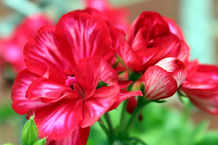 geranium, flower, blossom, bloom, balcony plant, summer, garden HD wallpaper