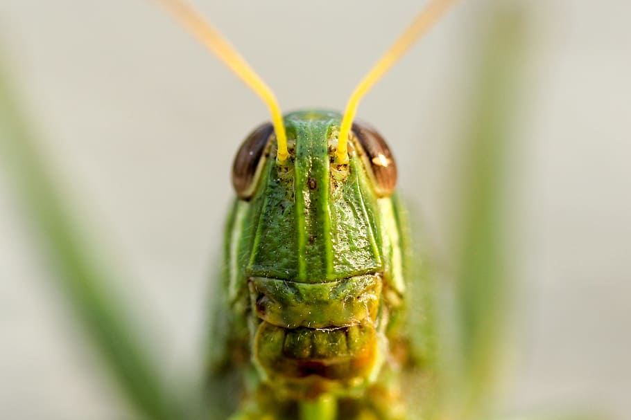 closeup view of green grasshopper, selective focus photography of green grasshopper HD wallpaper