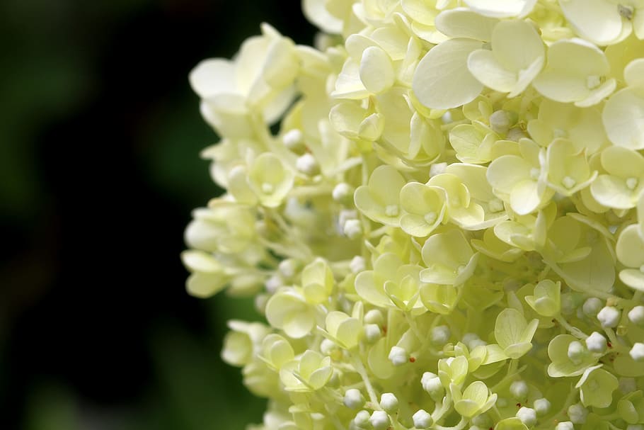 Plants, Nature, Forest, Flowers, hydrangea, landscape, park HD wallpaper