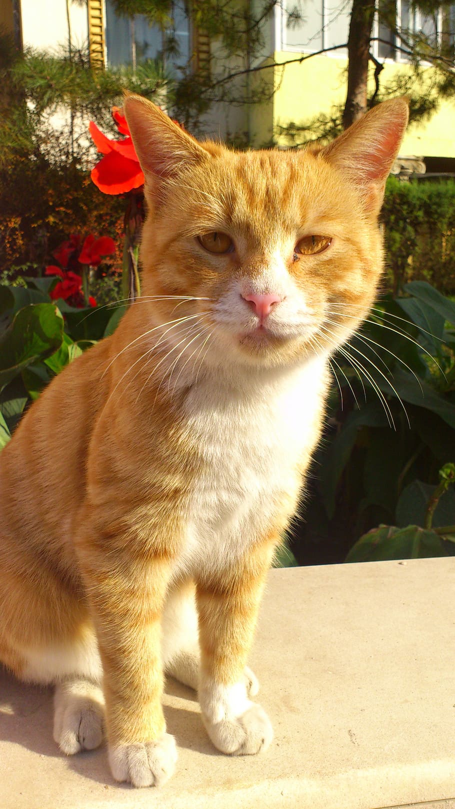 animal, kitty, watch, animal themes, mammal, pets, domestic animals HD wallpaper