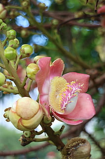 Cannonball Tree, Bokeh, Daylight, background, asia, floras HD wallpaper