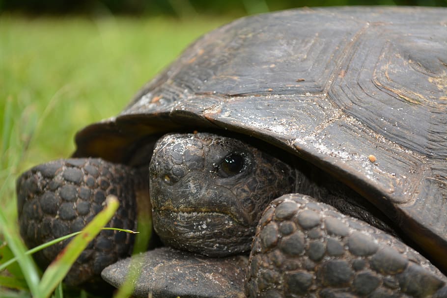 turtle, grass, animal, reptile, nature, wild, tortoise, wildlife HD wallpaper