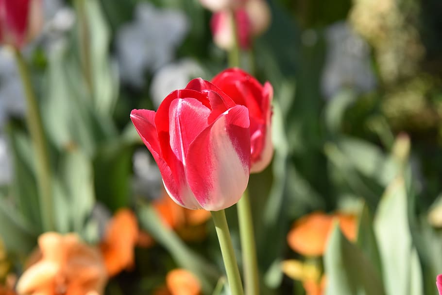 Tulips, Spring, Plant, Vivid Color, red, flower, petal, nature HD wallpaper