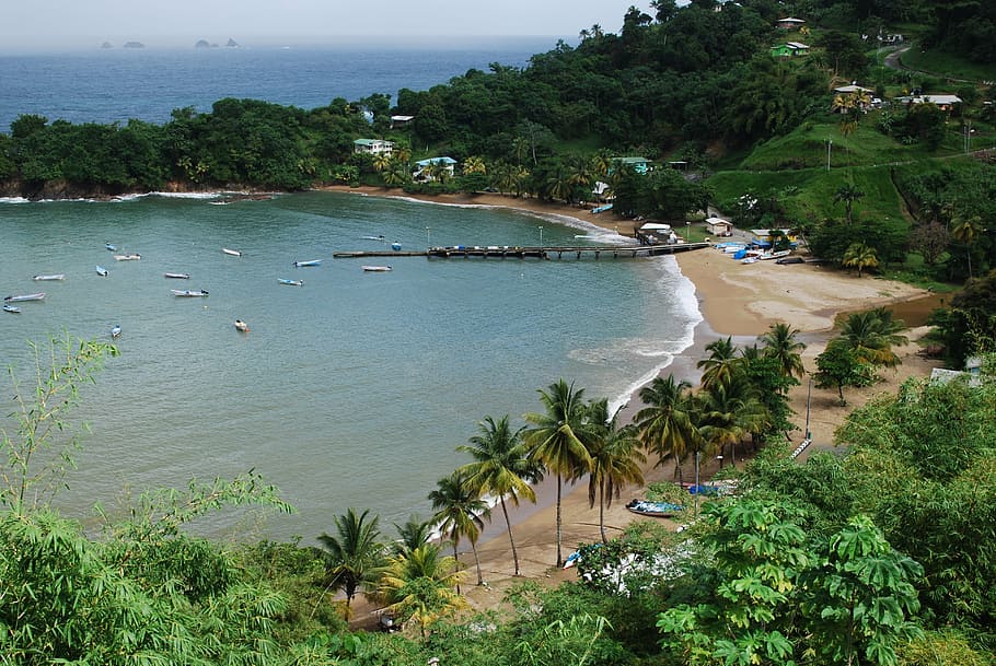 tobago, beach, sea, palm, tree, blue, green, island, paradise, HD wallpaper