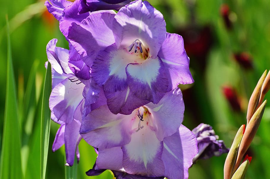 gladiolus, blue, summer, purple, nature, flowers, grow, blossom HD wallpaper