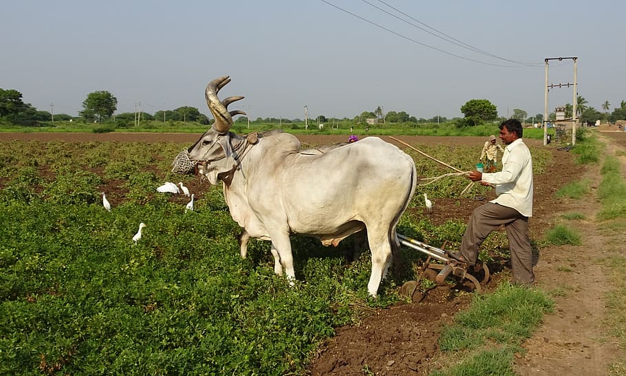 bullock, ox, plough, furrowing, cattle, kankrej, indian, breed, HD wallpaper