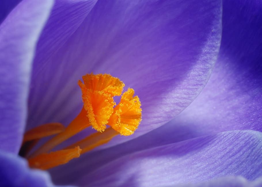 closeup photo of purple petaled flowers, lavender petaled flower HD wallpaper