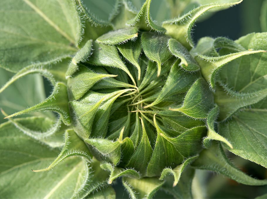 sunflower, bud, sepal, opening, waiting, expecting, promise HD wallpaper