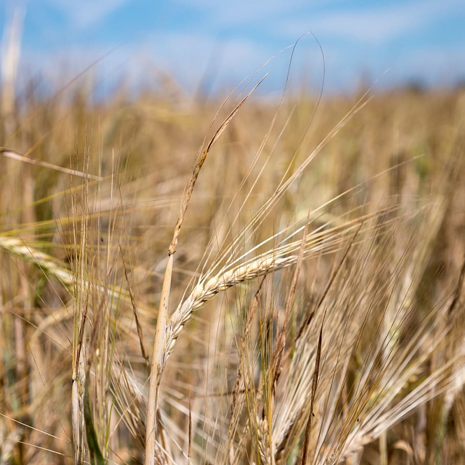 wheat, fields, nature, pastry, cereal plant, crop, agriculture HD wallpaper