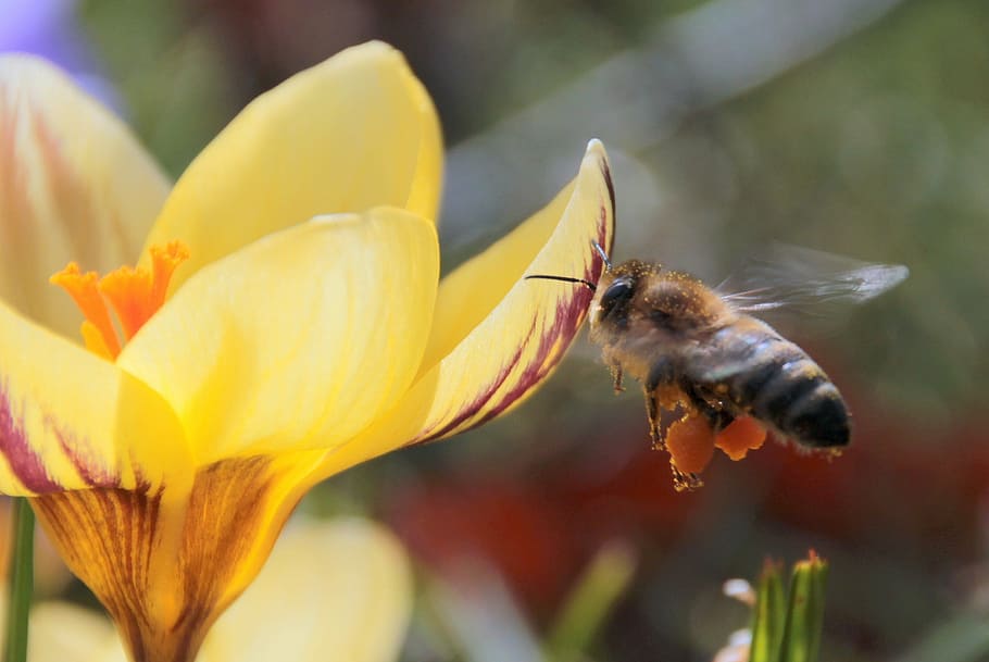 bee, nectar, fly, foraging, harbinger of spring, bee in the approach HD wallpaper
