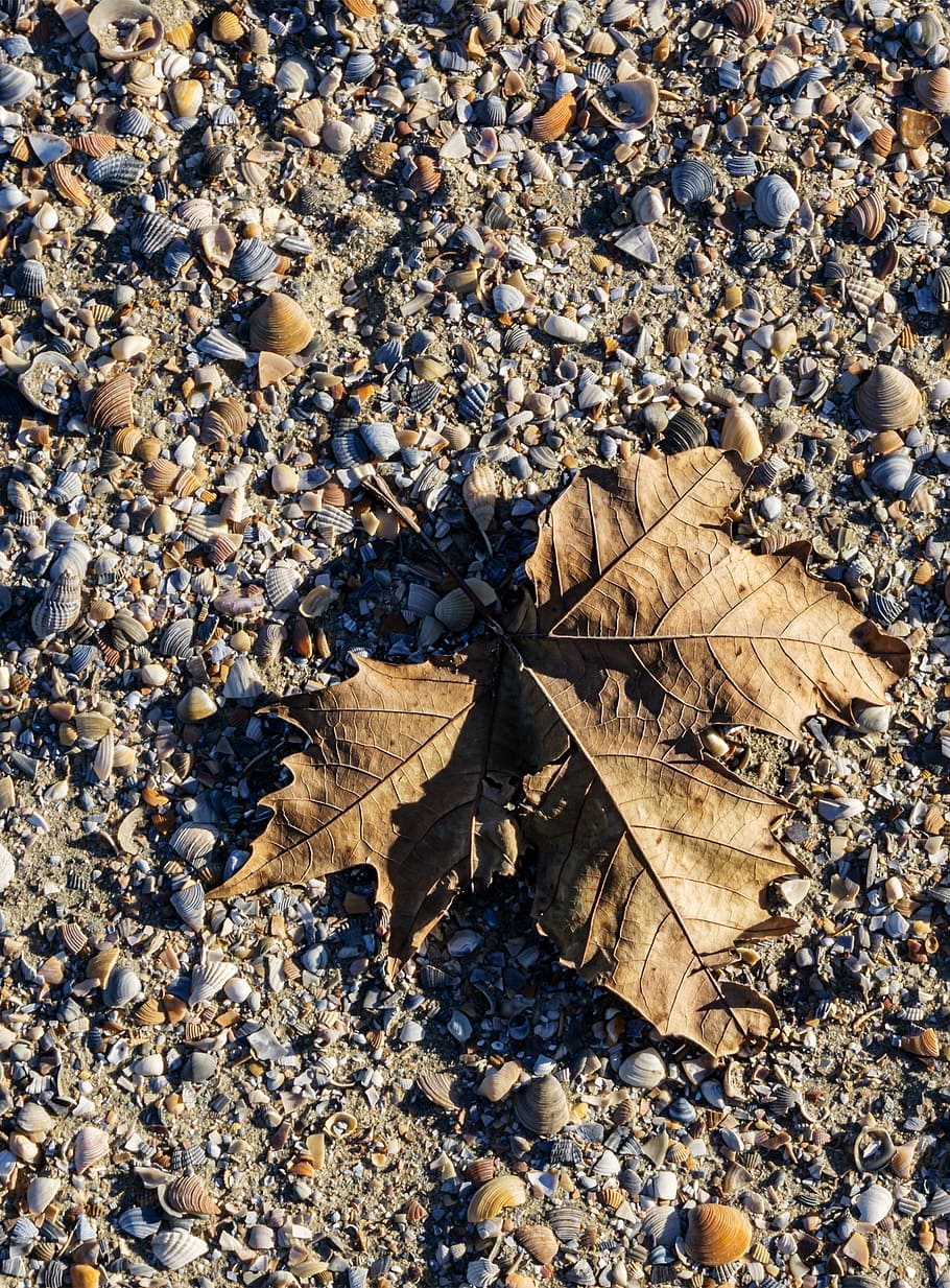 leaf, sand, shadow, clams, light, autumn, nature, beauty, yellow HD wallpaper