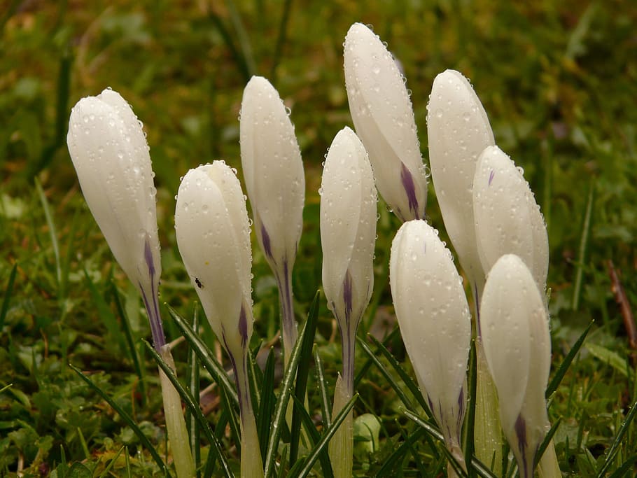 crocus, plant, garden, close, macro, flowers, spring, meadow HD wallpaper
