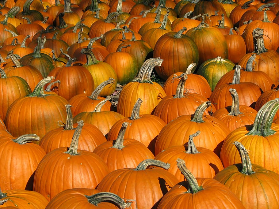 Vermont pumpkins, orange pumpkins, vegetable, autumn, fall, orange color HD wallpaper